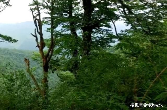 逗小猴开心系列177